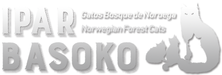 Gatos Bosque de Noruega Ipar Basoko – NFO cats